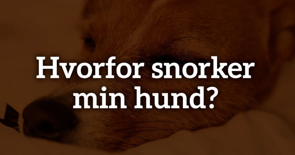 Hvorfor snorker min hund? Årsager, symptomer og hvornår du bør reagere