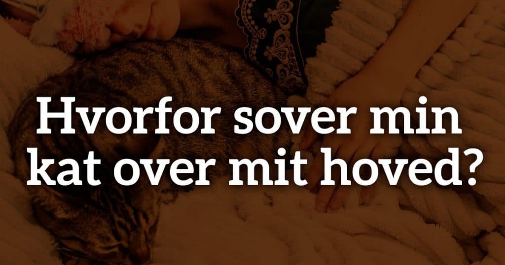 Hvorfor sover min kat over mit hoved?