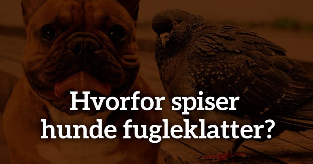 Hvorfor spiser hunde fugleklatter?