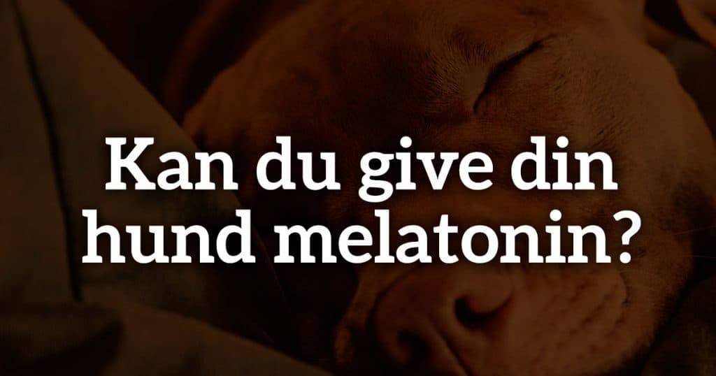 Kan du give din hund melatonin?