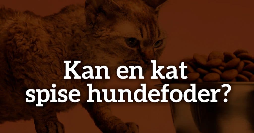 Kan en kat spise hundemad?
