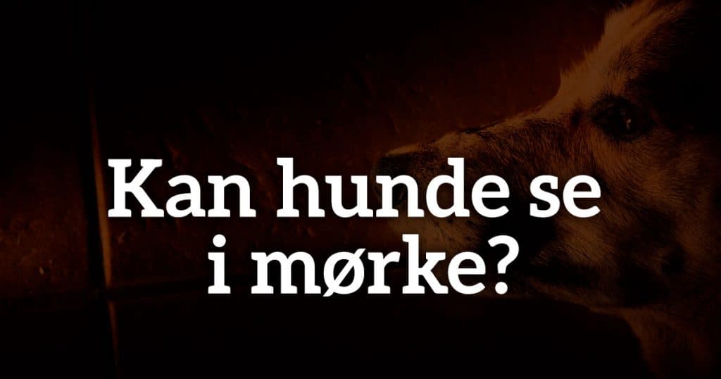 Kan hunde se i mørke?