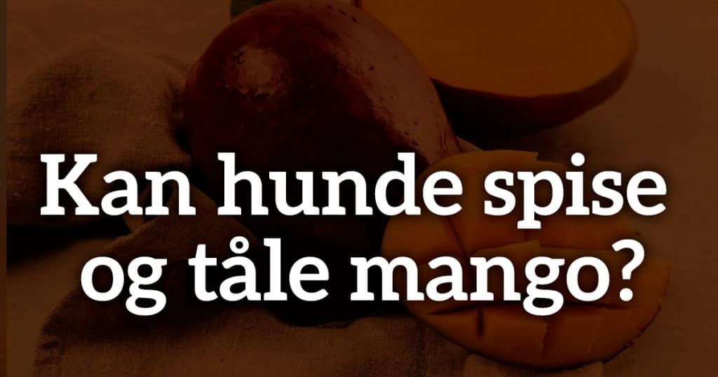 Kan hunde spise og tåle mango?