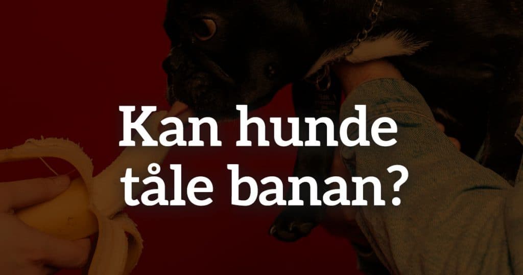 Må hunde få banan?