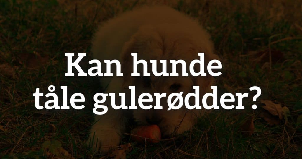 Kan hunde tåle gulerødder? Her er hvad du bør vide