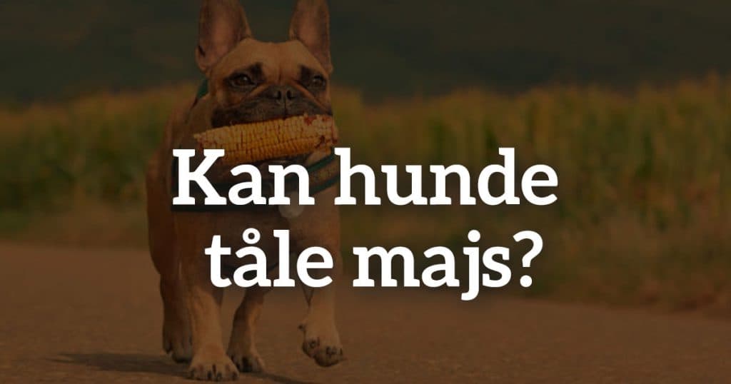 Kan hunde tåle majs?