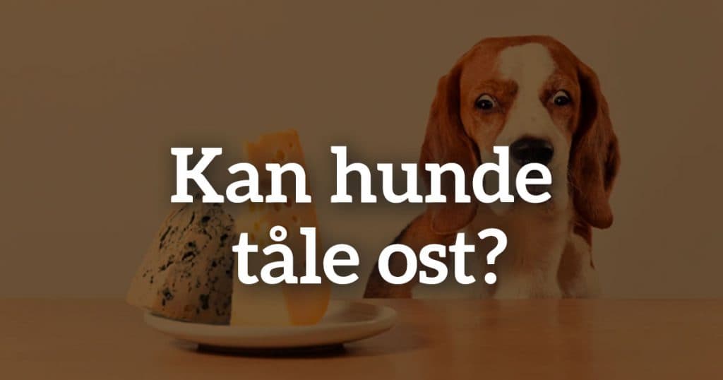 Må hunde få ost? En omfattende guide