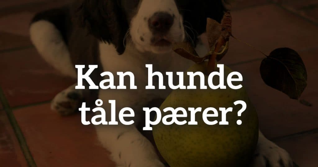 Må hunde få pærer?