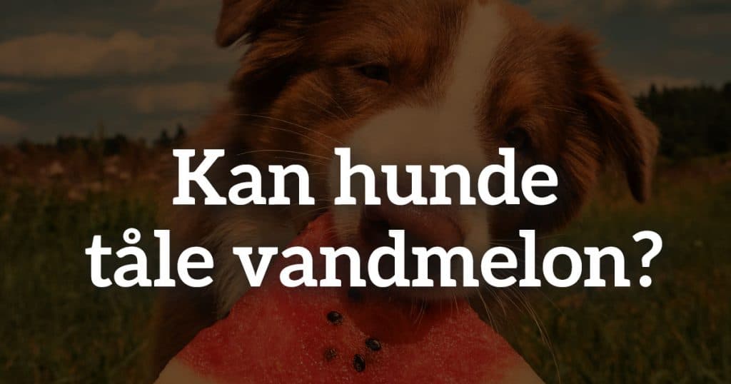 Kan hunde tåle vandmelon?
