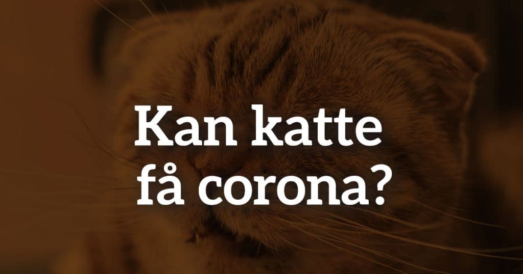 Kan katte få corona?