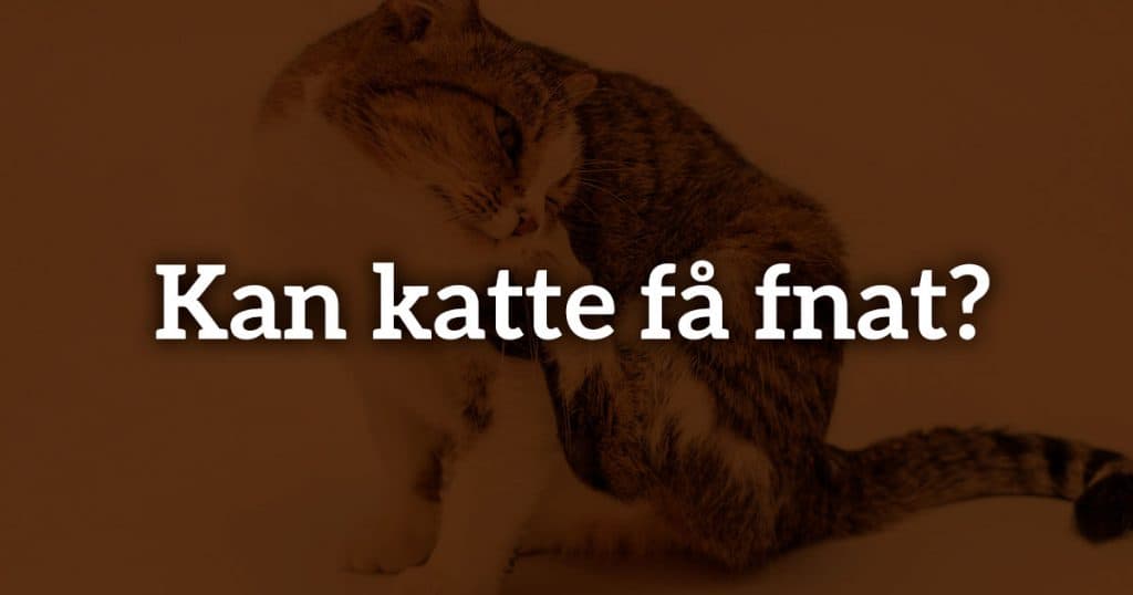 Kan katte få fnat?