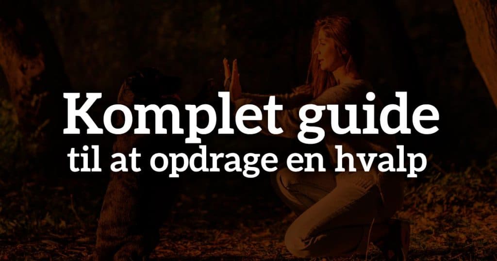 Komplet guide til at opdrage en hvalp