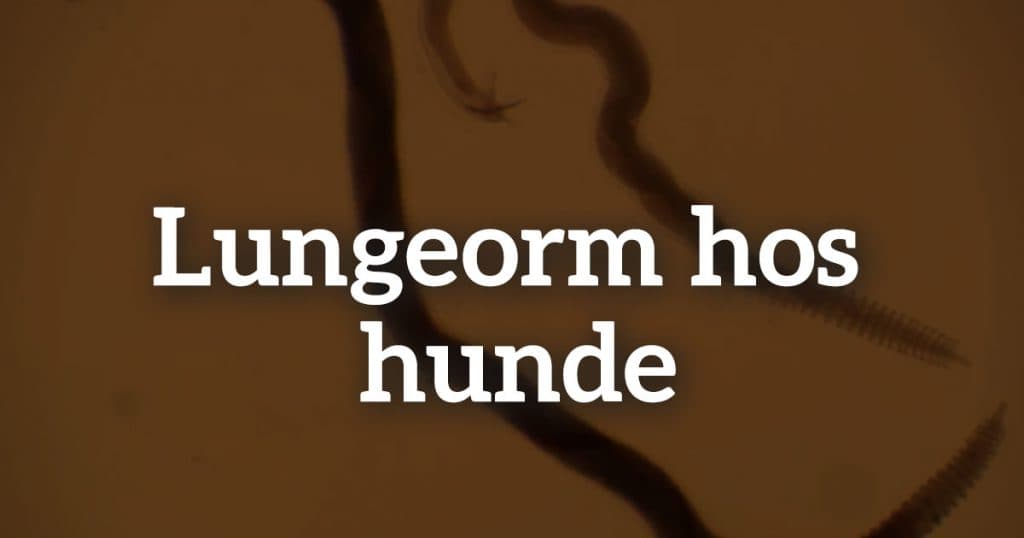 Lungeorm hos hunde