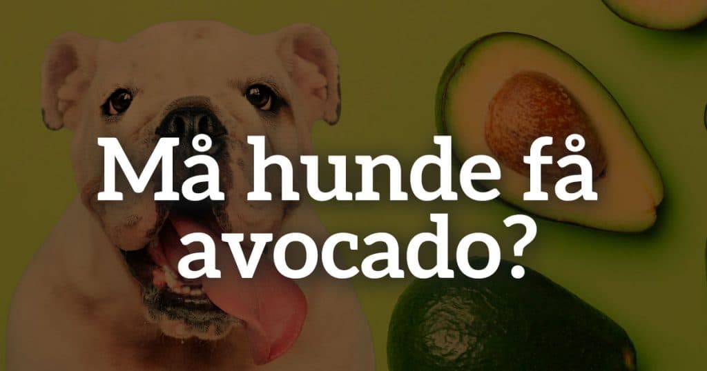 Må hunde få avocado?