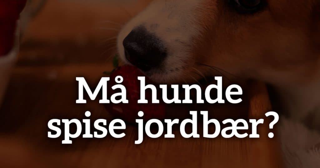 Må hunde spise jordbær?