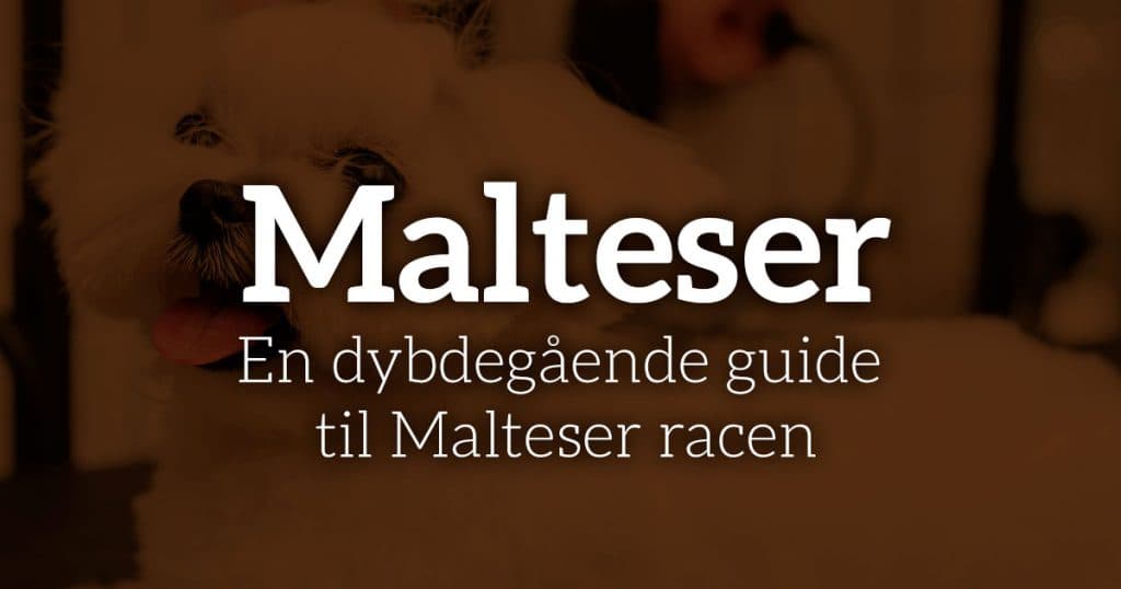 Malteser – Dit perfekte kæledyr? En dybdegående guide til Malteser racen