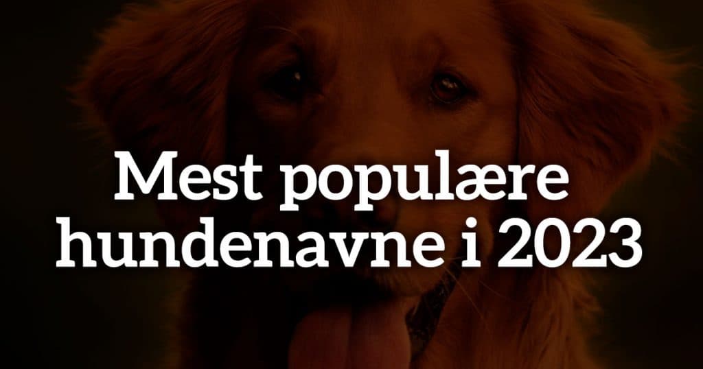 Mest populære hundenavne i 2023