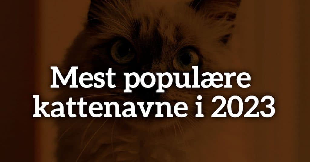 Mest populære kattenavne i 2023