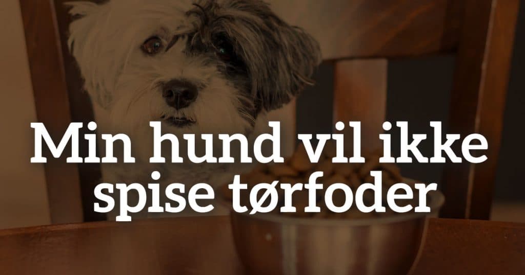Min hund vil ikke spise tørfoder