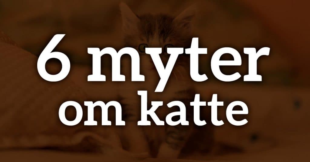 6 myter om katte – sandhed eller løgn?