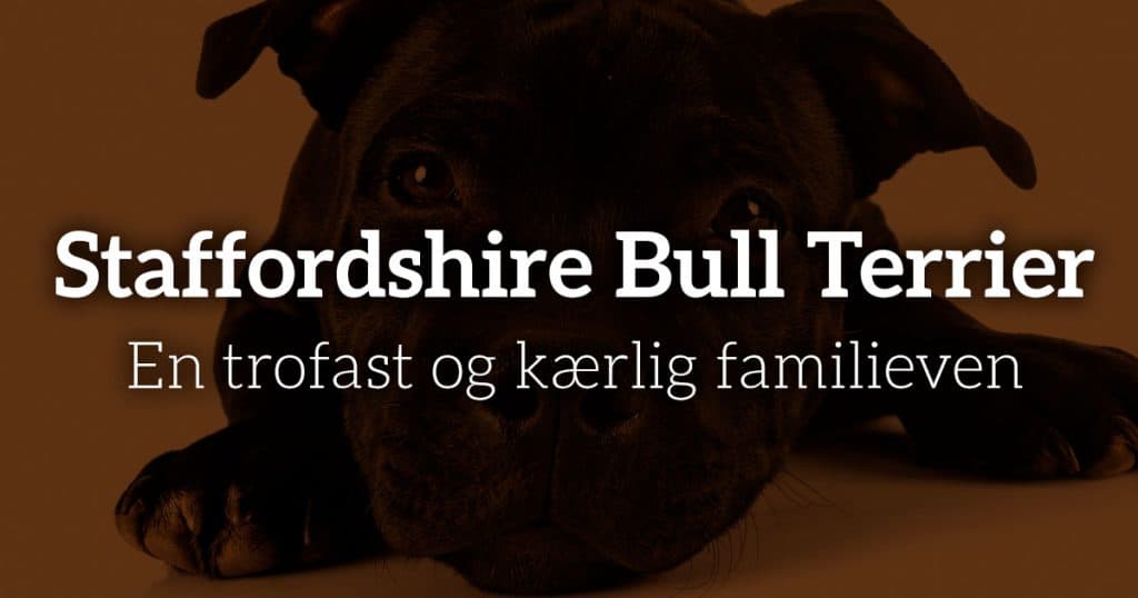 Staffordshire Bull Terrier: En trofast og kærlig familieven