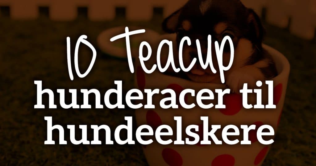 10 Teacup hunderacer til hundeelskere