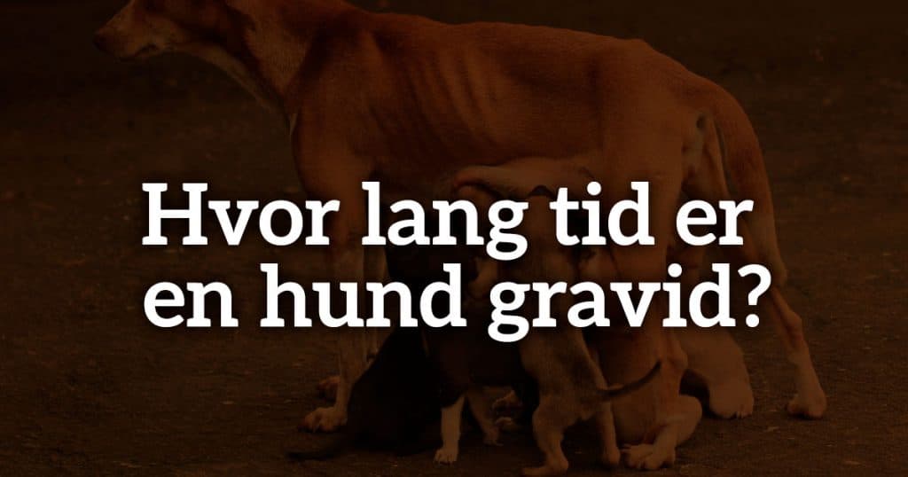 Hvor lang tid er en hund gravid?