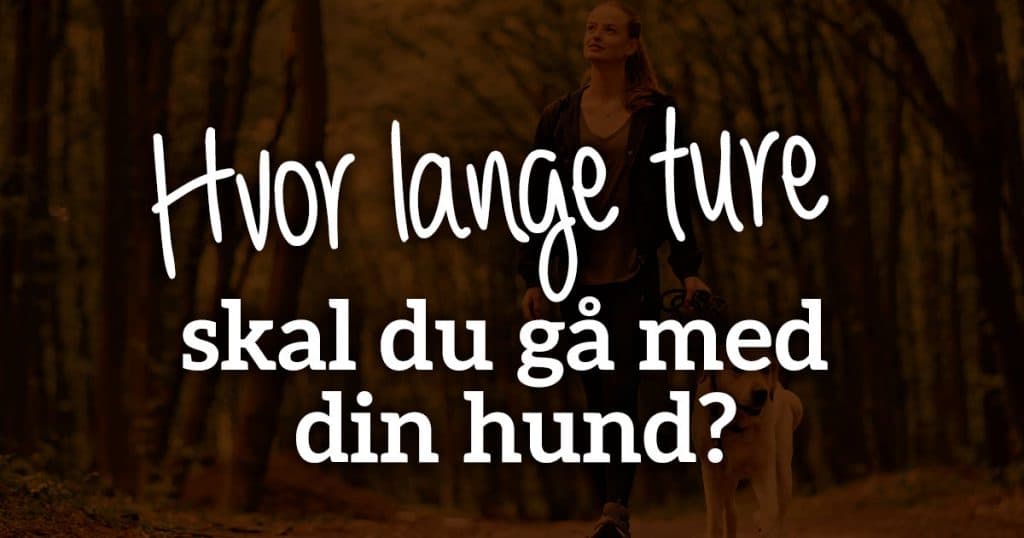 Hvor lange ture skal du gå med din hund?