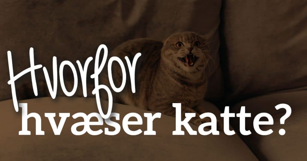 Hvorfor hvæser katte? Forstå din kats adfærd