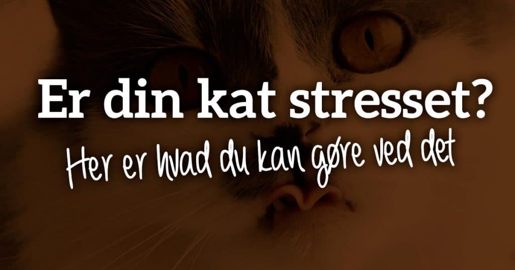 Er din kat stresset? 7 tegn og hvad du kan gøre ved det