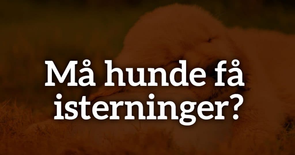 Må hunde få isterninger?