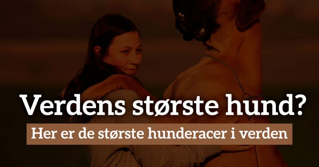 Verdens største hund? Her er de største hunderacer