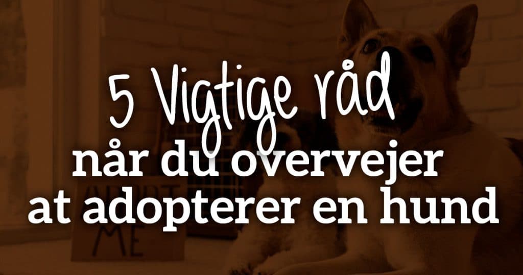 5 vigtige råd når du overvejer at adoptere en hund