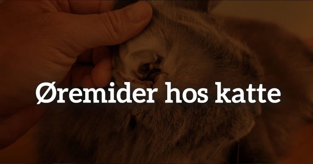 Øremider hos katte