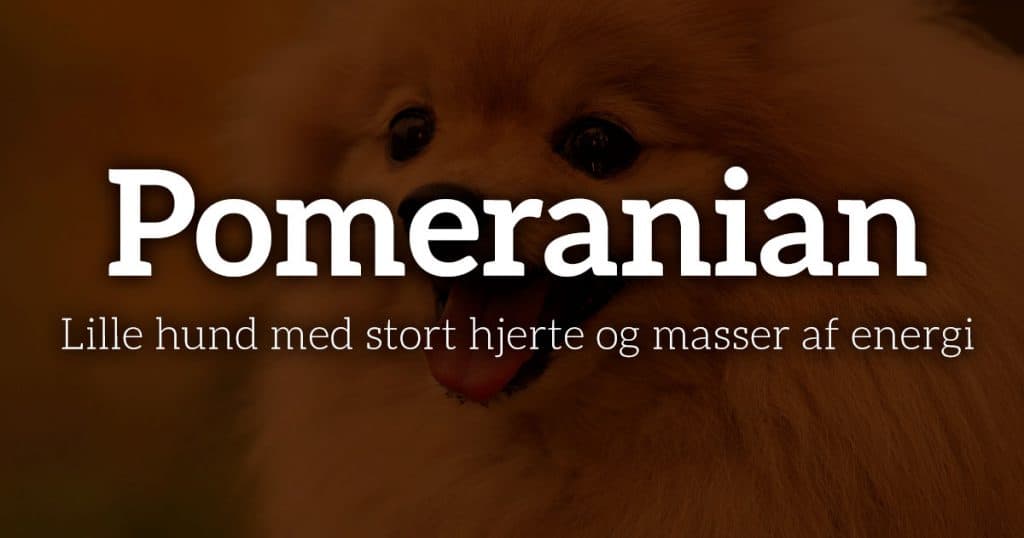 Pomeranian: Lille hund med stort hjerte og masser af energi