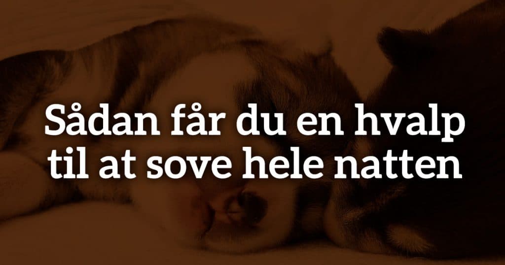 Sådan får du en hvalp til at sove hele natten