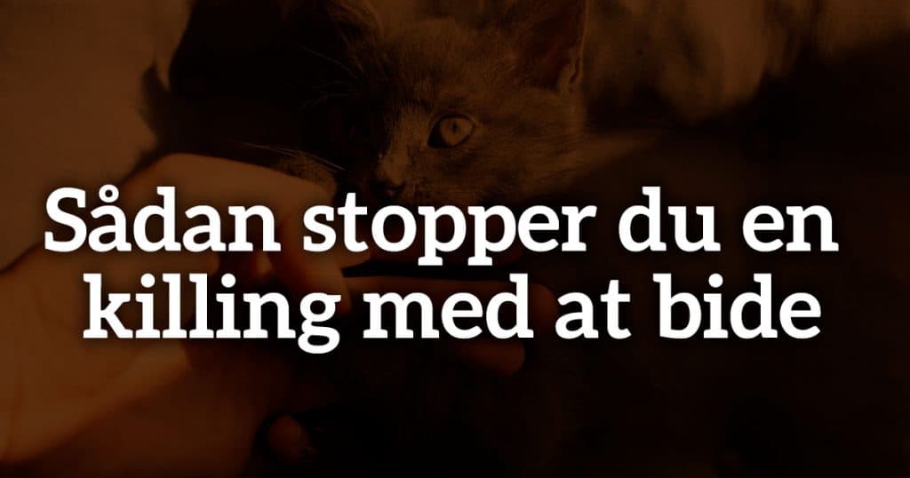 Sådan stopper du en killing med at bide – forstå adfærden og lær din killing gode vaner