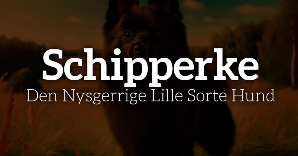 Schipperke: Den nysgerrige lille sorte hund