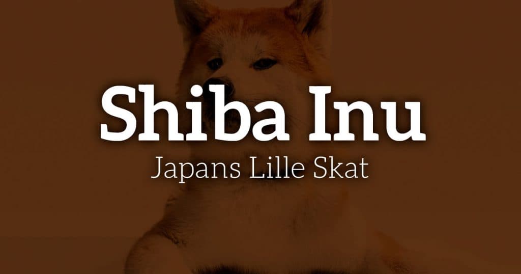 Shiba Inu: Japans Lille Skat