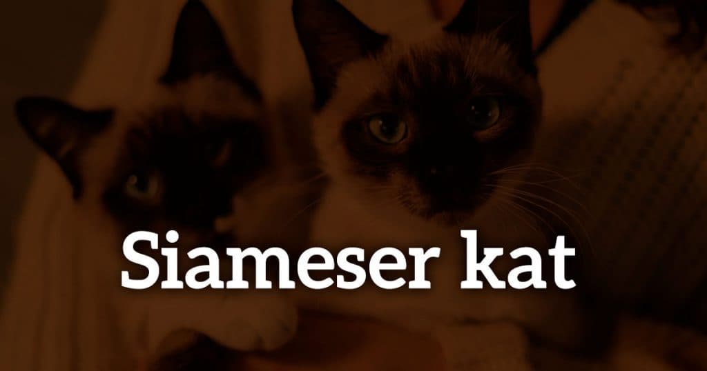 Katterace: Siameser kat