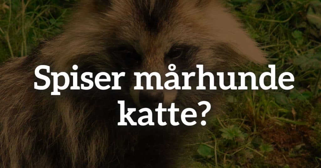 Spiser mårhund katte?
