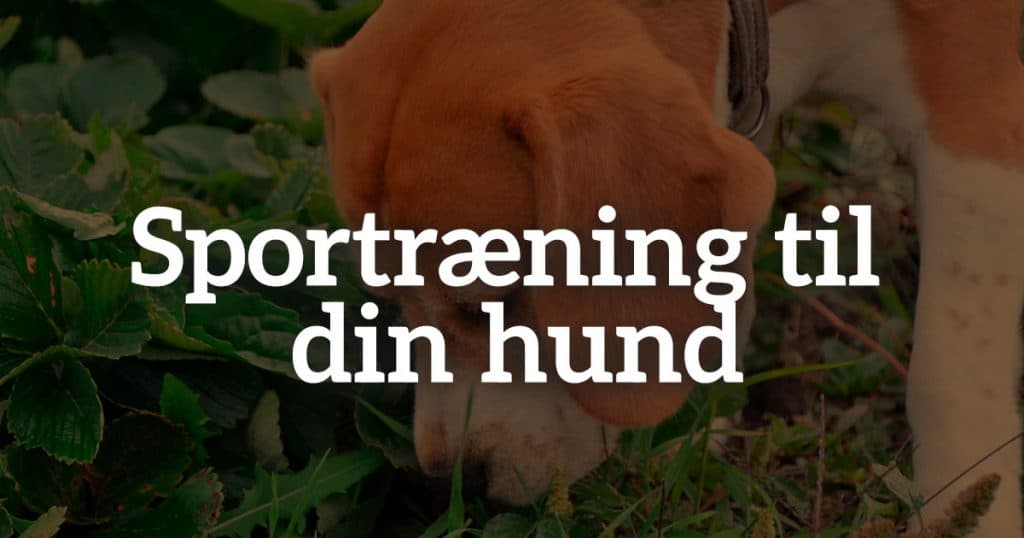Sportræning til din hund