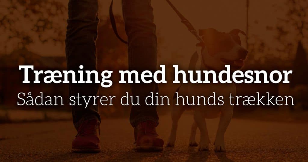 Træning med hundesnor: Sådan styrer du din hunds trækken