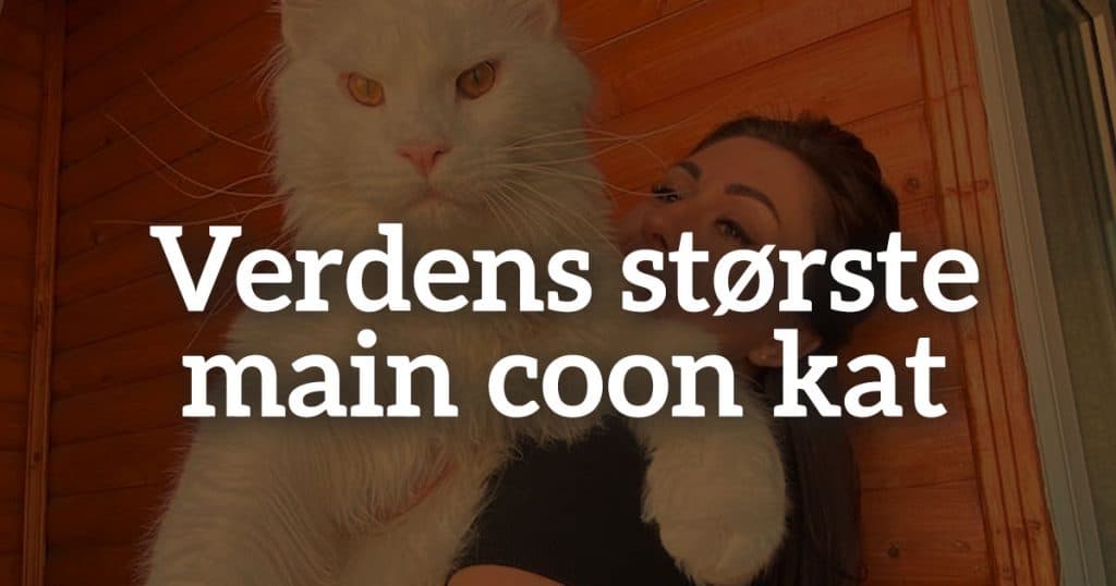 Verdens største main coon kat