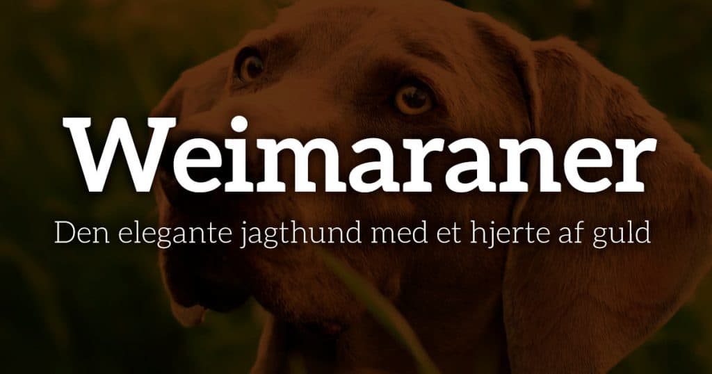 Weimaraner: Den elegante jagthund med et hjerte af guld