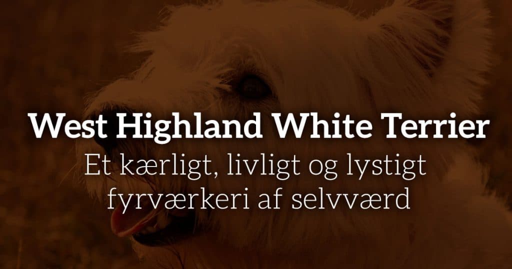 West Highland White Terrier: Et kærligt, livligt og lystigt fyrværkeri af selvværd
