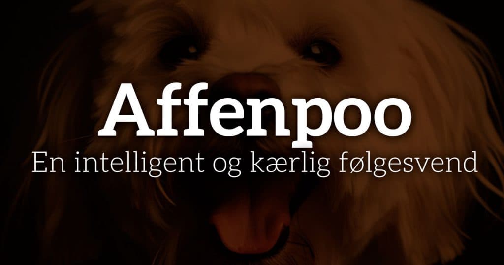 Affenpoo: En intelligent og kærlig følgesvend