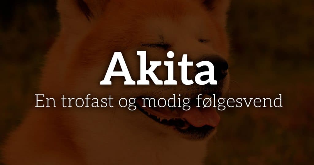 Akita: En trofast og modig følgesvend
