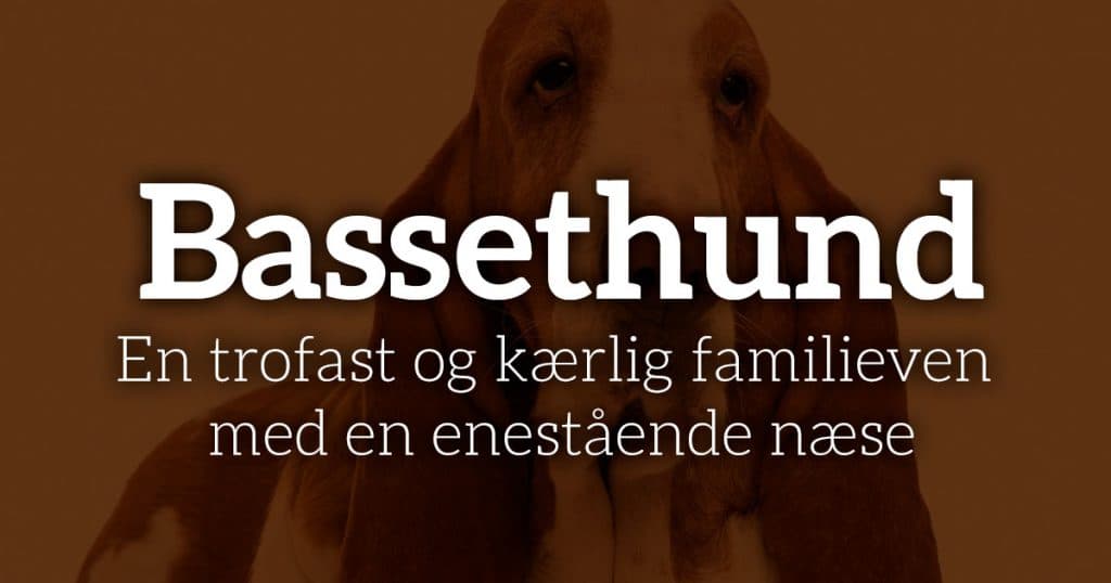Bassethunden: En trofast og kærlig familieven med en enestående næse