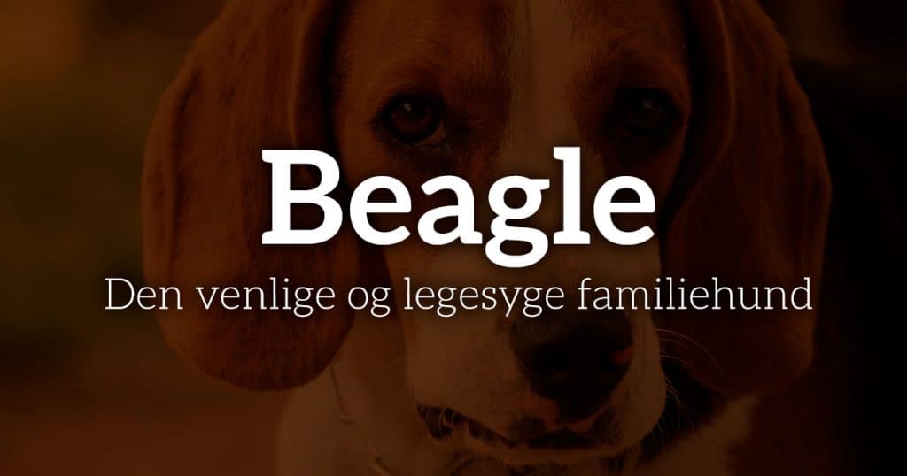 Beagle: Den venlige og legesyge familiehund